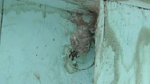 Wasp nest Stock Footage 130649572