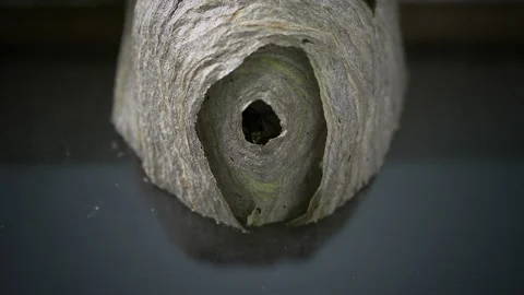 Wasp Nest Video stock 143613690