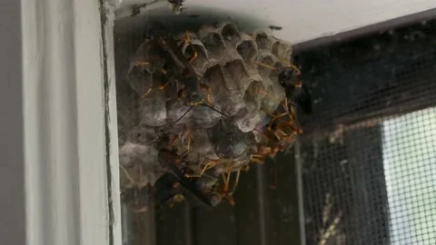 Wasp nest Stock Footage 159483787