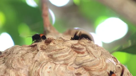Wasp nest Stock Footage 208238638