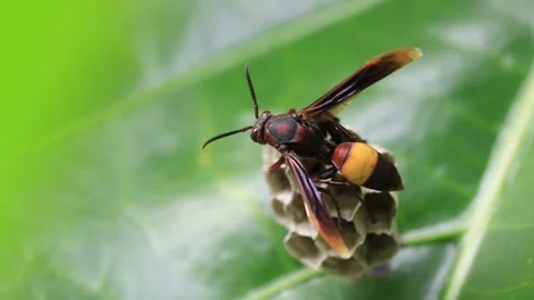 Wasp nest Stock Footage 208239974