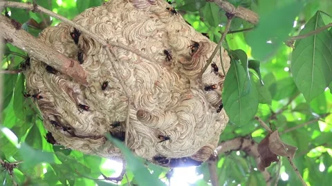 Wasp nest Stock Footage 208239979
