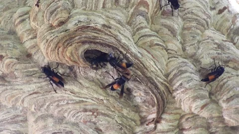 Wasp nest Stock Footage 208240324
