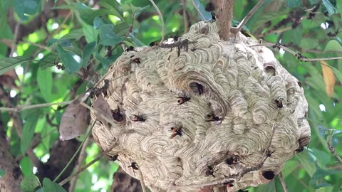 Wasp nest Stock Footage 208240332