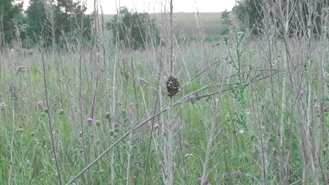 Wasp nest on the grass close-up Video stock 169647249