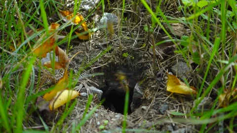 Wasp nest in the ground Stock Footage 138440056