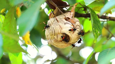 Wasp nest hangs from tree branch Stock Footage 336270705
