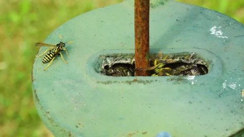 Wasp nest insect in slow motion Stock Footage 280871790