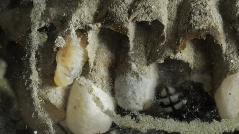 Wasp Nest Larvae Video stock 143613664