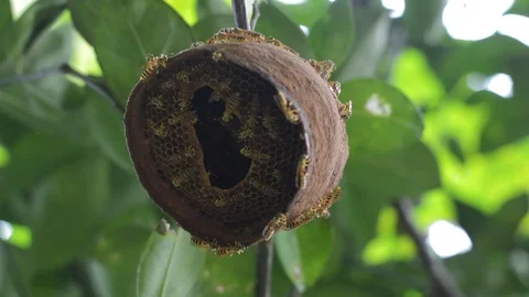 Wasp nest low angle Stock Footage 99118484