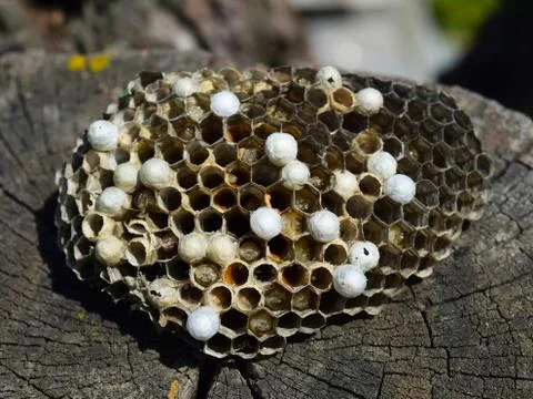 Wasp nest lying on a tree stump. Foto stock