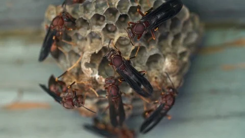 Wasp Nest Macro Close Up Video stock 98245016