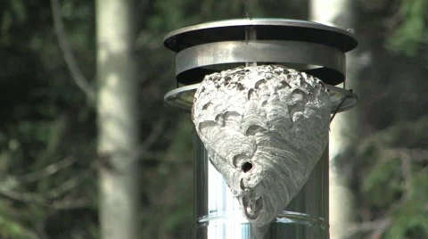 Wasp nest made in the wrong place  Stock Footage 262352