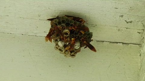 Wasp Nest MEDIUM Stock Footage 533650