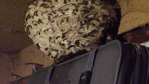 Wasp nest with paper wasps in an old barn Stock Footage 287581920