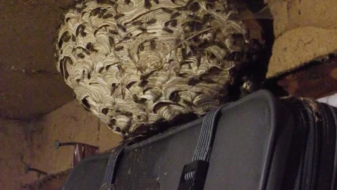 Wasp nest with paper wasps in an old barn Stock Footage 287819285
