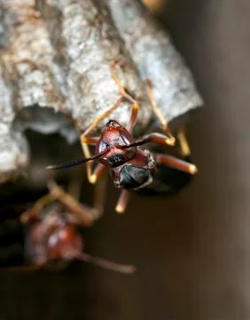 Wasp on nest Foto stock