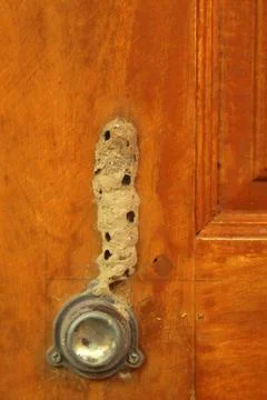 Wasp nest Stock-Fotos