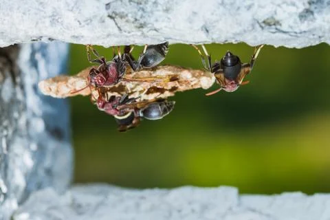 Wasp in the nest Stock Photos