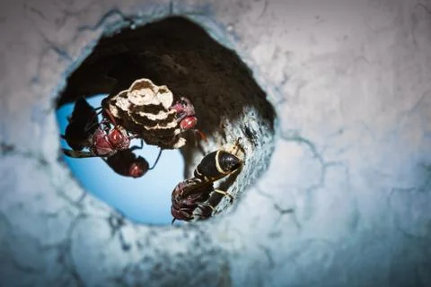 Wasp in the nest Stock Photos