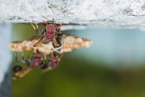 Wasp in the nest Stock Photos