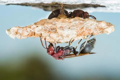 Wasp in the nest Stock Photos