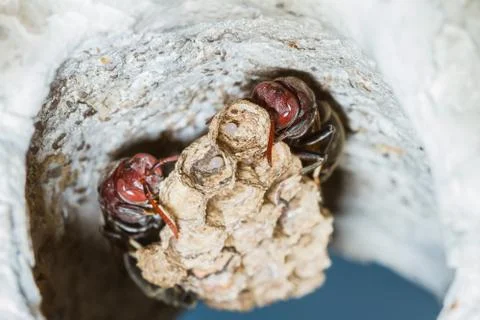 Wasp in the nest Stock Photos