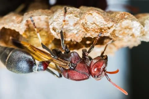 Wasp in the nest Stock Photos