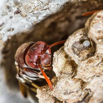 Wasp in the nest Stock Photos