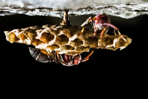 Wasp in the nest Stock Photos