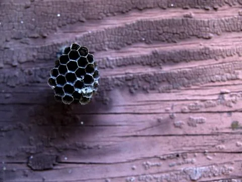 Wasp nest Stock Photos