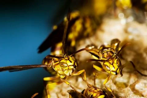 Wasp nest Stock Photos