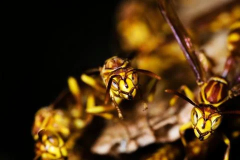 Wasp nest Stock Photos