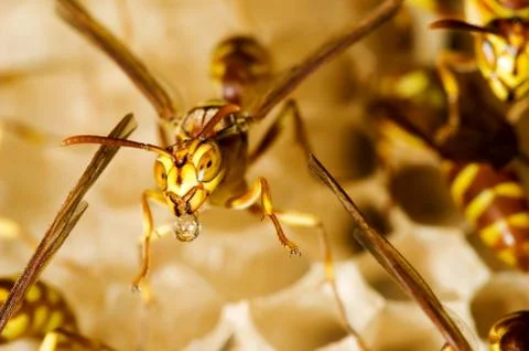 Wasp nest Stock Photos