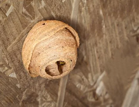Wasp nest Stock Photos