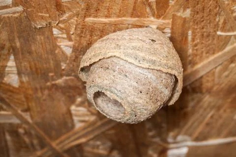 Wasp nest Stock Photos