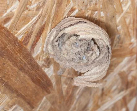 Wasp nest Stock Photos