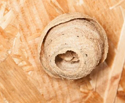 Wasp nest Stock Photos