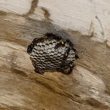 Wasp nest Stock Photos