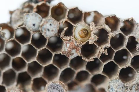 Wasp nest Foto stock