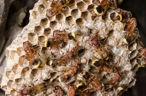 Wasp in the nest Foto stock
