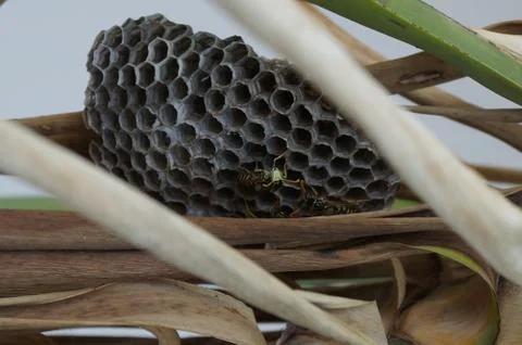 Wasp Nest Stock Photos