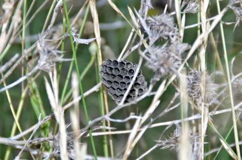 Wasp nest Stock Photos