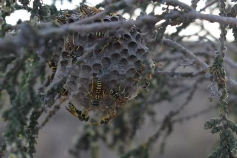 Wasp Nest 写真素材