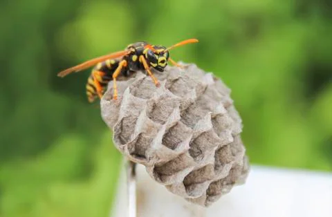 Wasp on the nest Stock Photos