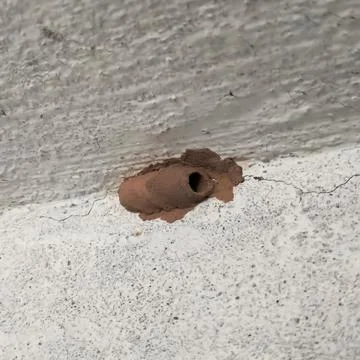 Wasp Nest Stock Photos