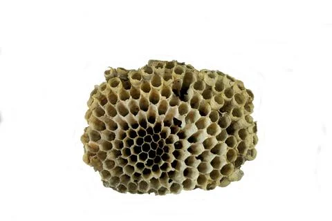 Wasp Nest. Stock Photos