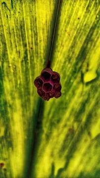 Wasp nest Stock Photos
