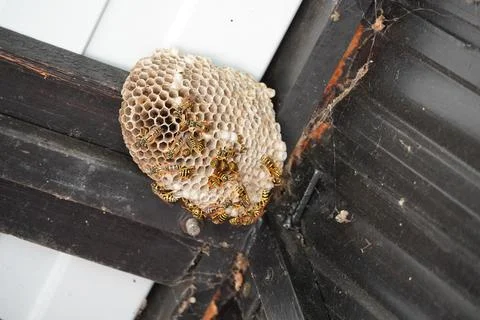Wasp nest Foto stock