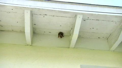 Wasp Nest Push Stock Footage 533651